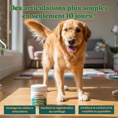 Hanches & Articulations